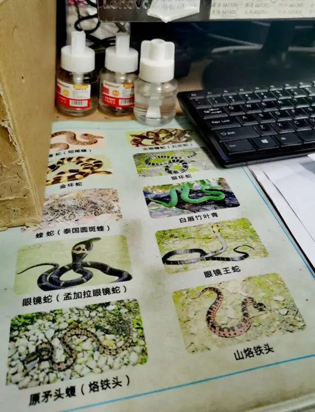 图为医院将当地毒蛇种类照片制作成鼠标垫,便于医生救治时及时识别蛇的种类 红河州第三人民医院供图