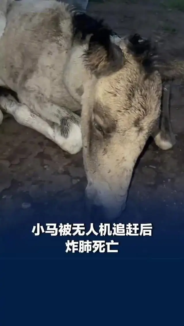 草原马群